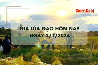 Giá lúa gạo hôm nay 3/1/2024: Giá gạo xuất khẩu tăng nhẹ