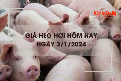 Giá heo hơi hôm nay 3/1/2024: Biến động không đồng nhất