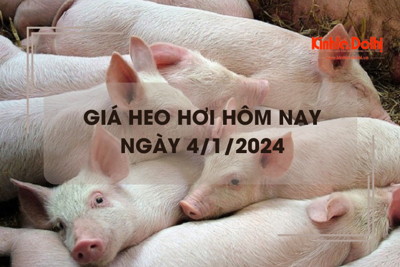 Giá heo hơi hôm nay 4/1/2024: Tăng nhẹ tại một số địa phương