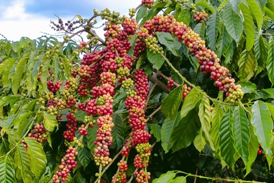 Giá cà phê hôm nay 4/1: Robusta liên tục giảm từ đầu năm, vì sao?