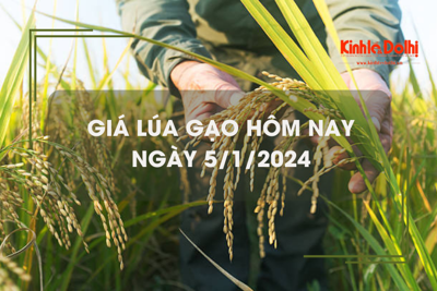 Giá lúa gạo hôm nay 5/1: Đồng loạt tăng giá 