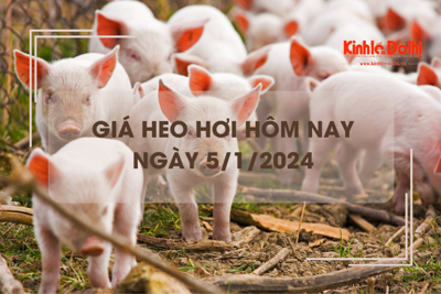 Giá heo hơi hôm nay 5/1: Giảm rải rác 1.000 đồng/kg