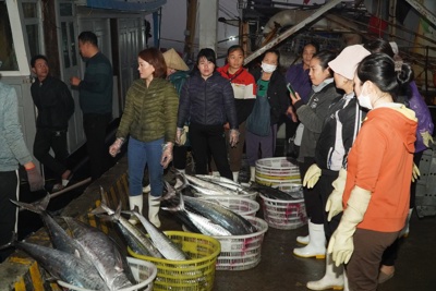 Nghệ An: Ngư dân hồ hởi trúng đậm mùa cá thu