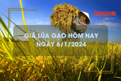 Giá lúa gạo hôm nay 6/1/2024: Duy trì ổn định