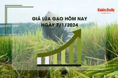 Giá lúa gạo hôm nay 7/1/2024: Đồng loạt đi ngang 