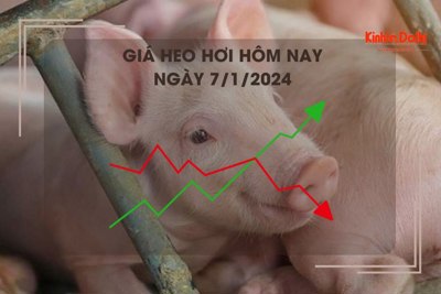 Giá heo hơi hôm nay 7/1/2024: Cao nhất 52.000 đồng/kg