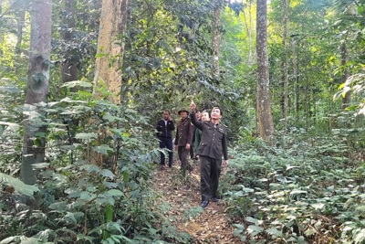 Hà Tĩnh: Tăng cường bảo vệ rừng đầu nguồn dịp Tết nguyên đán
