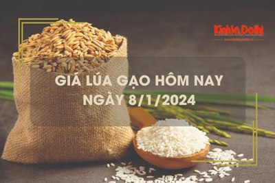 Giá lúa gạo hôm nay 8/1/2024: Tiếp tục chững giá 