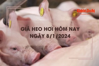 Giá heo hơi hôm nay 8/1: Dao động trong khoảng 48.000 - 52.000 đồng/kg. 