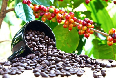 Giá cà phê hôm nay 8/1: Trong nước tiếp tục tăng, hướng tới mốc 69.000 đồng/kg