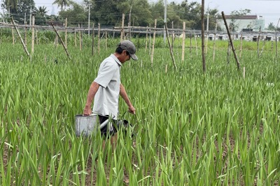 Thời tiết đang thuận lợi, người trồng hoa kỳ vọng vụ hoa Tết bội thu