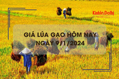 Giá lúa gạo hôm nay 9/1/2024: Giá gạo tăng cao