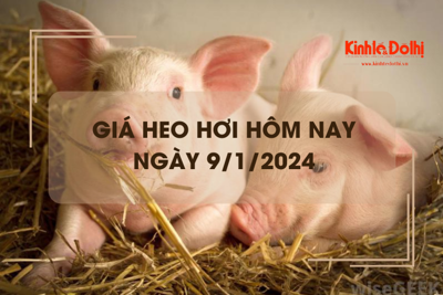 Giá heo hơi hôm nay 9/1/2024: Tăng nhẹ tại nhiều địa phương