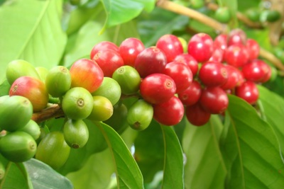 Giá cà phê hôm nay 9/1: Nguyên nhân đẩy cà phê tăng gần mốc 70.000 đồng/kg