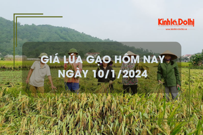 Giá lúa gạo hôm nay 10/1/2024: Giá lúa chững, giá gạo tăng 