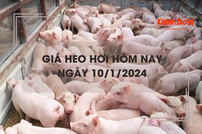 Giá heo hơi hôm nay 10/1/2024: Thái Nguyên có giá bán cao nhất