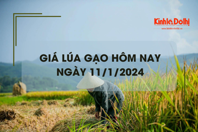 Giá lúa gạo hôm nay 11/1/2024: Giá gạo giảm