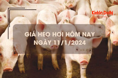 Giá heo hơi hôm nay 11/1/2024: Tăng ở một số địa phương