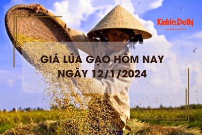 Giá lúa gạo hôm nay 12/1/2024: Giá lúa tăng, giá gạo xuất khẩu giảm