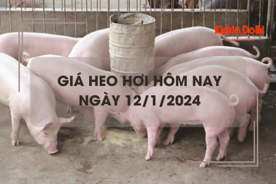 Giá heo hơi hôm nay 12/1/2024: Tiếp tục tăng 1.000 - 2.000 đồng/kg