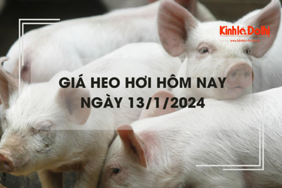 Giá heo hơi hôm nay 13/1/2024: Kéo dài đà tăng giá