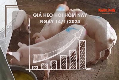 Giá heo hơi hôm nay 14/1/2024: Cao nhất 53.000 đồng/kg