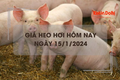 Giá heo hơi hôm nay 15/1/2024: Ổn định trong ngày đầu tuần