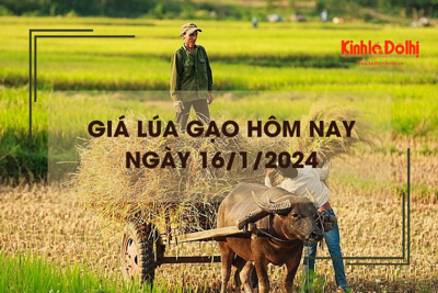 Giá lúa gạo hôm nay 16/1/2024: Thị trường sôi động 