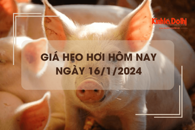 Giá heo hơi hôm nay 16/1/2024: Miền Bắc tăng mạnh 3.000 - 4.000 đồng/kg