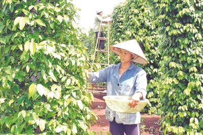 Giá tiêu hôm nay 16/1: Tăng tại Gia Lai và Bà Rịa - Vũng Tàu