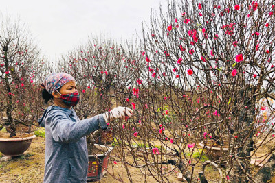Làng nghề trồng hoa đào xã Vân Tảo những ngày cận Tết Nguyên đán 2024