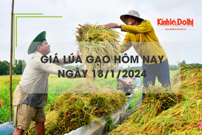 Giá lúa gạo hôm nay 18/1/2024: Thị trường giao dịch gạo chợ sôi động