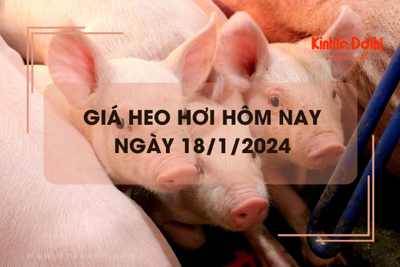 Giá heo hơi hôm nay 18/1/2024: Tiếp đà tăng giá