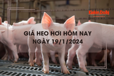 Giá heo hơi hôm nay 19/1/2024: Duy trì đà tăng 