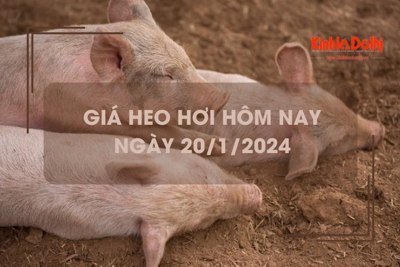 Giá heo hơi hôm nay 20/1/2024: Tăng rải rác 1.000 - 2.000 đồng/kg