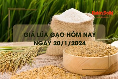 Giá lúa gạo hôm nay 20/1/2024: Giá gạo có xu hướng giảm