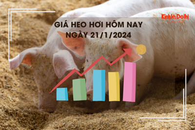 Giá heo hơi hôm nay 21/1/2024: Miền Bắc cao nhất 58.000 đồng/kg