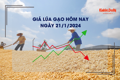 Giá lúa gạo hôm nay 21/1/2024: Giá lúa gạo xuất khẩu tăng giảm trái chiều