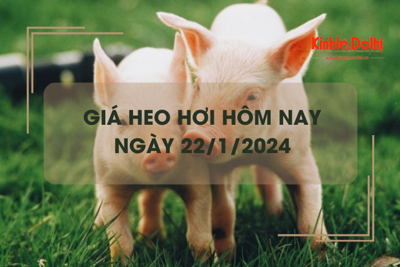 Giá heo hơi hôm nay 22/1/2024: Giá heo hơi tại Hà Nội cao nhất cả nước