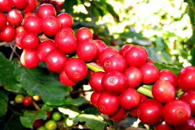 Giá cà phê hôm nay 23/1: 2 sàn tăng mạnh, trong nước hướng tới 74.000 đồng/kg