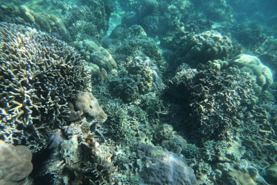 Rạn san hô trong vịnh Nha Trang phục hồi tốt
