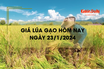 Giá lúa gạo hôm nay 23/1/2024: Giá gạo giảm