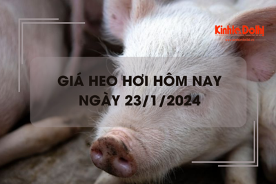 Giá heo hơi hôm nay 23/1/2024: Miền Bắc giảm 1.000 - 3.000 đồng/kg