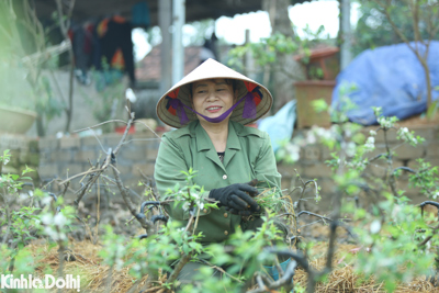 Làm cả năm thu hoạch 1 tháng, người trồng mai trắng hối hả mỗi vụ Tết