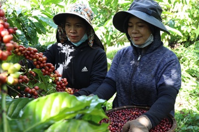 Giá cà phê hôm nay 24/1: Quay đầu từ đỉnh cao 74.000 đồng/kg, Arabica vẫn tăng