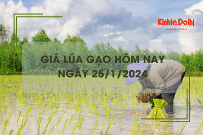 Giá lúa gạo hôm nay 25/1/2024: Đồng loạt chững giá