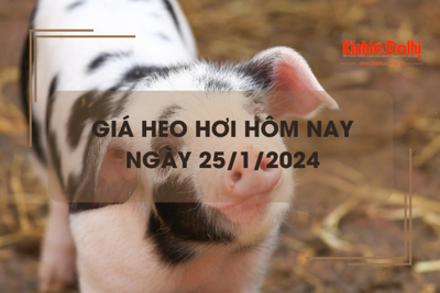 Giá heo hơi hôm nay 25/1/2024: Tiếp tục đà tăng giá