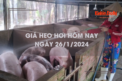 Giá heo hơi hôm nay 26/1/2024: Tăng 1.000 đồng/kg