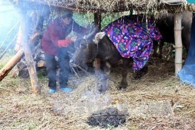 Gần 130 con gia súc, gia cầm ở Lạng Sơn chết rét