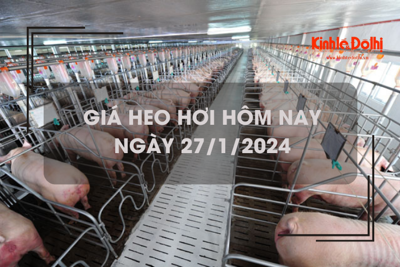 Giá heo hơi hôm nay 27/1/2024: Tiếp tục tăng trên cả ba miền